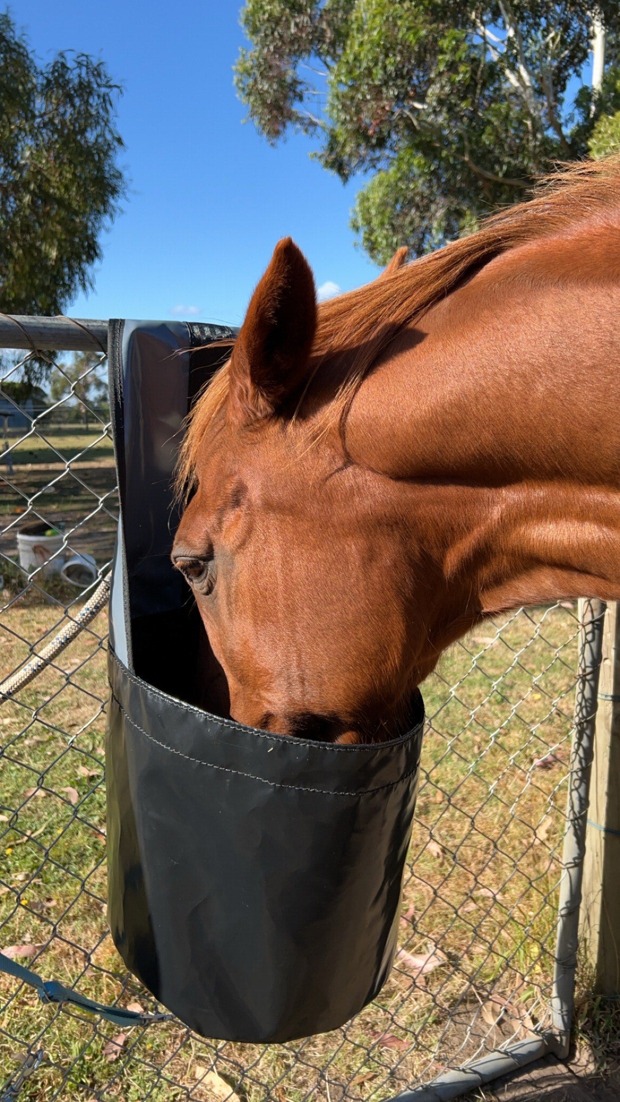 Horse Hanging Feed Bag/Bucket (PVC)